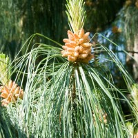 Bhutan Pine